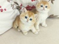 Çok Güzel Golden British Shorthair Bebekler