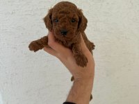 RUHSATLI POODLE EVİNDEN ÇOK SAYIDA POODLE BEBEK