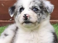 A kalite border collie yavrular
