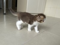 Uzun tüylü ve kırık kulak erkek scottish fold 50 günlük