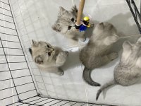 British shorthair silver bebekler