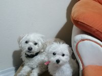 4 aylık aşıları tam maltese