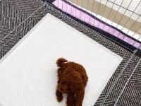 Ev üretimi orjinal gerçek toy poodle