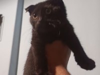 Scottish Fold Erkek Yavrular Çok Sevimli ve Oyuncu