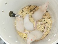 Her boyutta rat bulunur