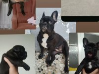 French bulldog