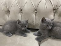 British shorthair yavru kediler