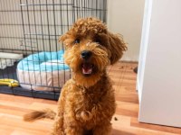 Sevgi Dolu 6 Aylık Toy Poodle Yeni Ailesini Bekliyor