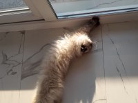 PRENSES MİA HİMALAYAN KEDİMİZ