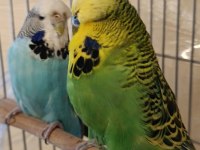 JUMBO TAKIİM VASIFLI KUŞLAR