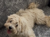 Maltipoo 6 aylık dişi yavrumuz yeni yuvasını arıyor