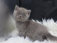 IRK VE SAĞLIK GARANTİLİ BRİTİSH YAVRULARIMIZ