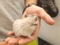 Erkek Yetişkin Hamster