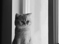 SEVECEN AKILLI KEDİMİZE YENİ SAHİPLER ARİYORUZ