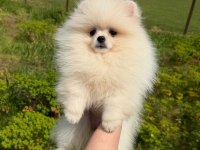 Dünyalar Güzeli Pomeranian Yavrumuz Yeni Yuvasını Bekliyor