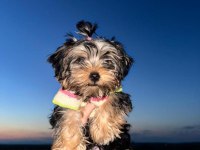 Irk garantili 3.5 aylık yorkshire terrier yavrumuz