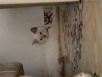 British shorthair 0-4 aylık