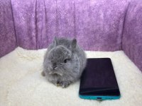 Cüce Netherland Dwarf Tavşanlarımız