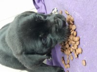 PARLAK VE ASIL RENK SİYAH CANE CORSO