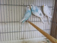 3 kardeş yavru muhabbet kuşu