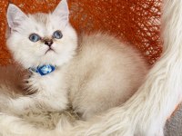 British Shorthair Silver Point