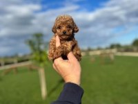 ÜST DÜZEY TOY POODLE YAVRULARI
