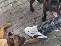Muhteşem yapıda fawn ve black brindle cane corsolar