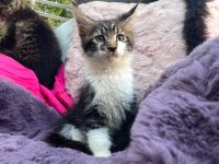 3 Aylık Orman Rengi Maine Coon Erkek