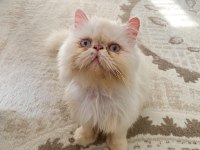 İran persian erkek sahiplendirme