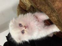 Scottish fold longhair dünya tatlısı hediye niyetine