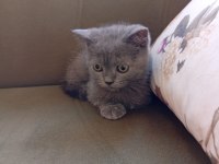 İki Aylık Erkek British Shorthair