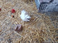 Ginepig yavruları ve anneleri hepsi sahiplendirilecektir
