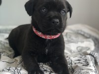Çok özel renk, uygun ve kaliteli ırk garantili cane corso