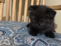 Scottish fold yavrularımız yeni yuvalarını arıyor.