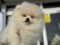 Yasal ruhsatlı çifrlikde ziyarete açık teddy pomeranian