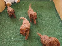 Toy poodle bebişler