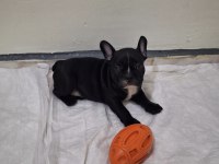 SAFKAN SON ERKEK FRENCH BULLDOG YAVRUMUZ
