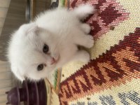 3 kardeş scottish fold