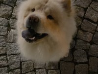 Çin aslanı köpeğimi ücretsiz sahiplendiriyorum