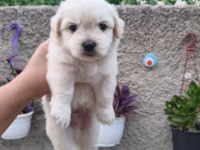 Erkek Maltese