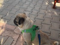 2 Yaşında Erkek Pug Mops
