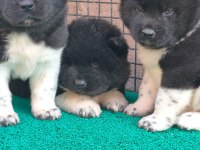 Orjinal Amerikan akita yavrular 