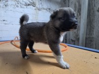 GERÇEK KURTÇUL KANGAL YAVRUSU