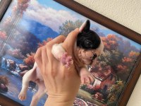 Safkan French Bulldog Yavrum 45 Günlük