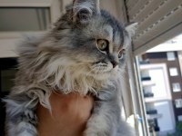 Yeşil gözlü aslan yeleli tombul British Longhair Kedimiz