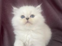 Maviş kar beyaz yavrular british Longhair point