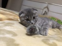 Ev kedisi scottish fold