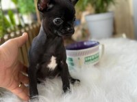 3 aylık erkek yavru chihuahua