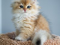 British longhair şecereli aşılı erkekler