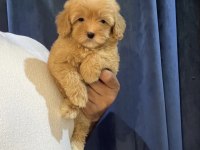 POFİDİK MALTİPOO YAVRULARI